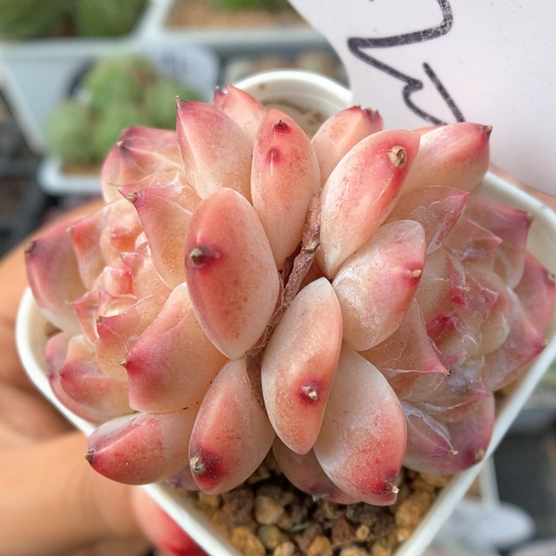 糖心冰魄可拍420号