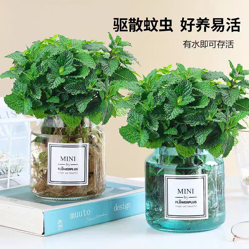 薄荷水培植物可食用提神薄荷盆栽卧室阳台桌面好养驱蚊净空气绿植