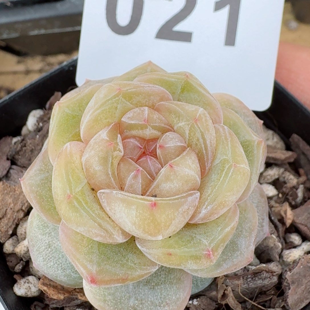 柔美珍妮         精品多肉