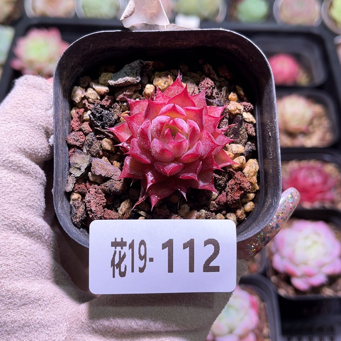 花利美19-112小海螺