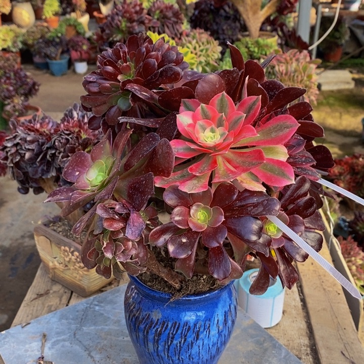 欧紫缀化多肉1颗1颗