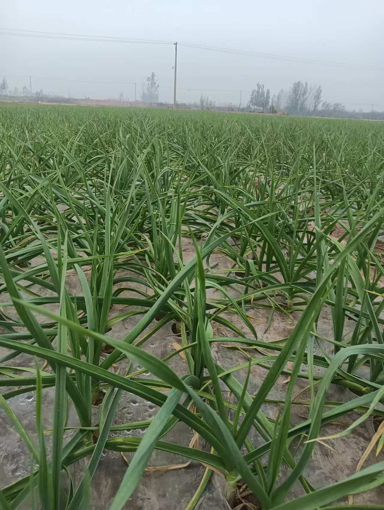 大蒜高产套餐用巨能火苗齐苗壮产量高