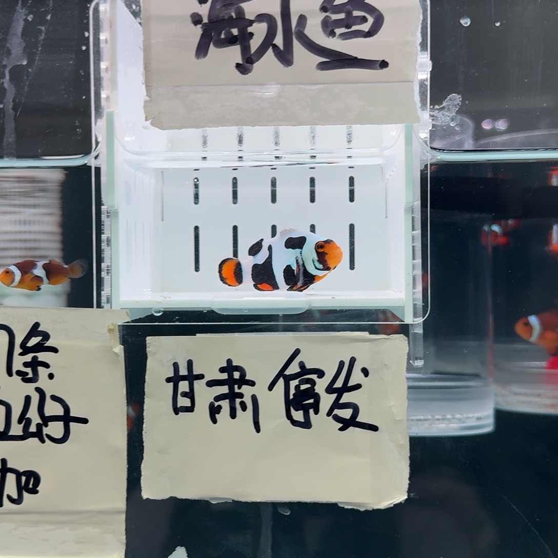 海水鱼5+头盔面罩双钩达芬奇黑卡一条