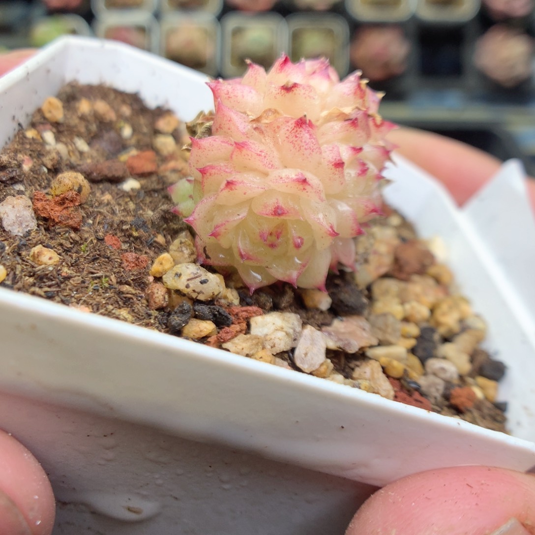 Q44y y y y y y y y y y