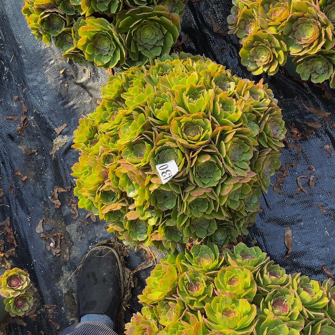 万圣节法师多肉1-13