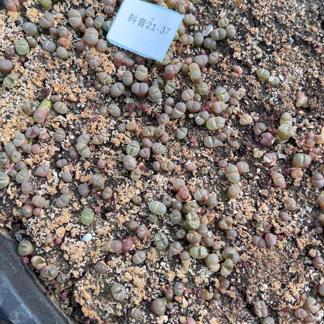 21-37量拍风铃一颗