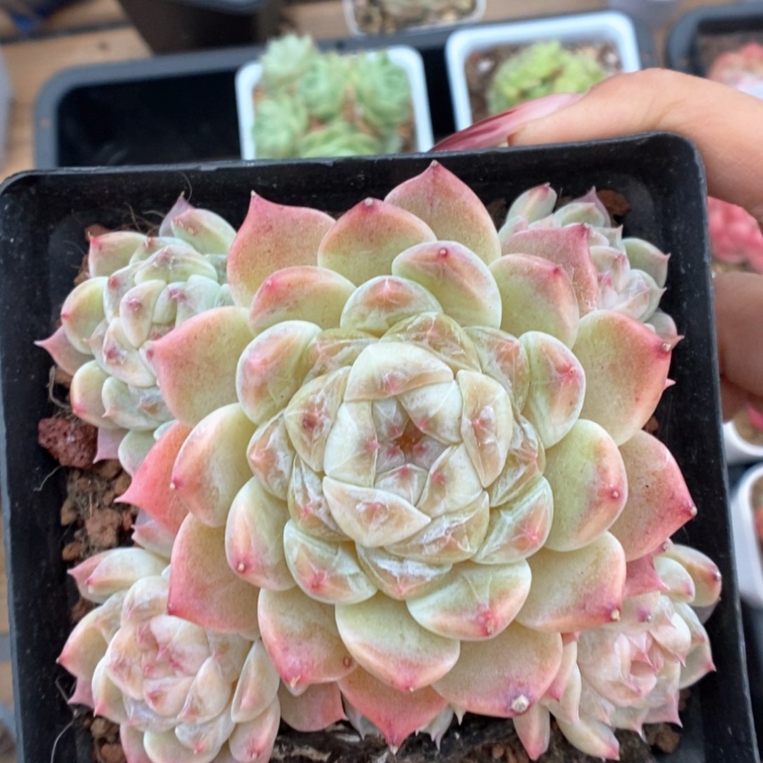 糖心冰魄群生904号。 