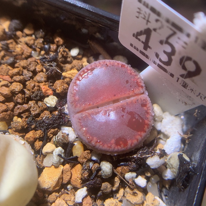 精品生石花27.439