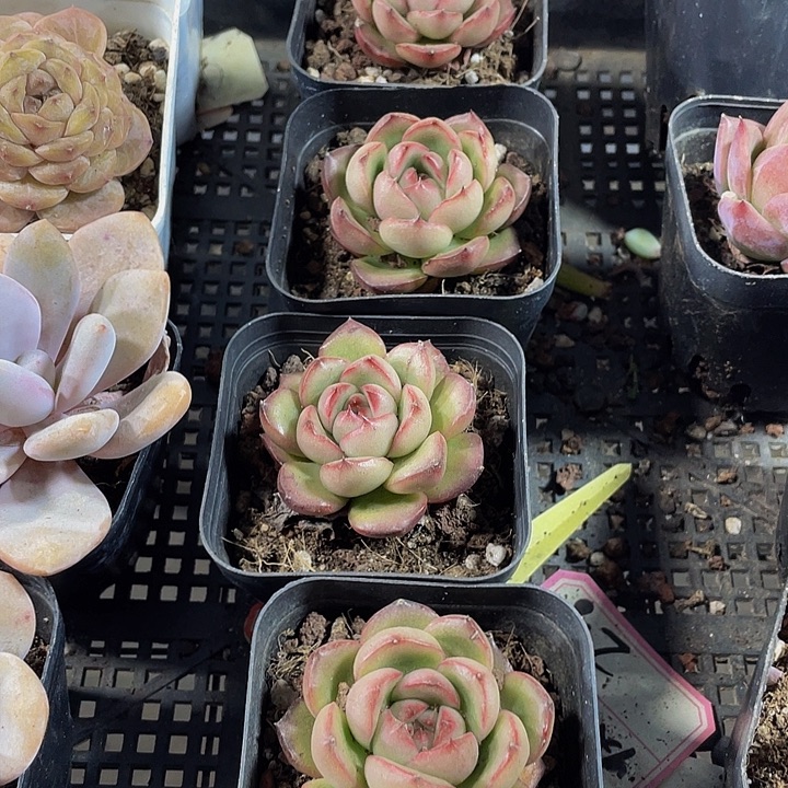 万宝龙带盆土发货