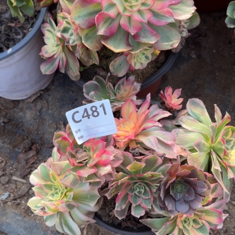 多肉植物玉芙蓉一个