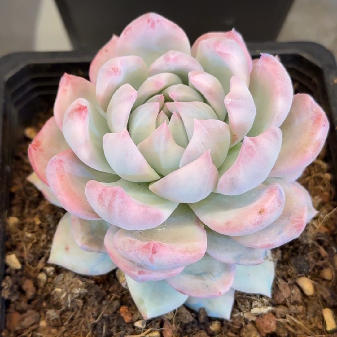 蓝鸟变异 安吉园艺锦