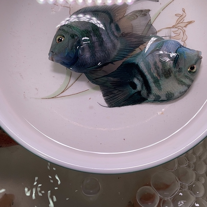 红宝石鱼迷你鹦鹉桃心两条