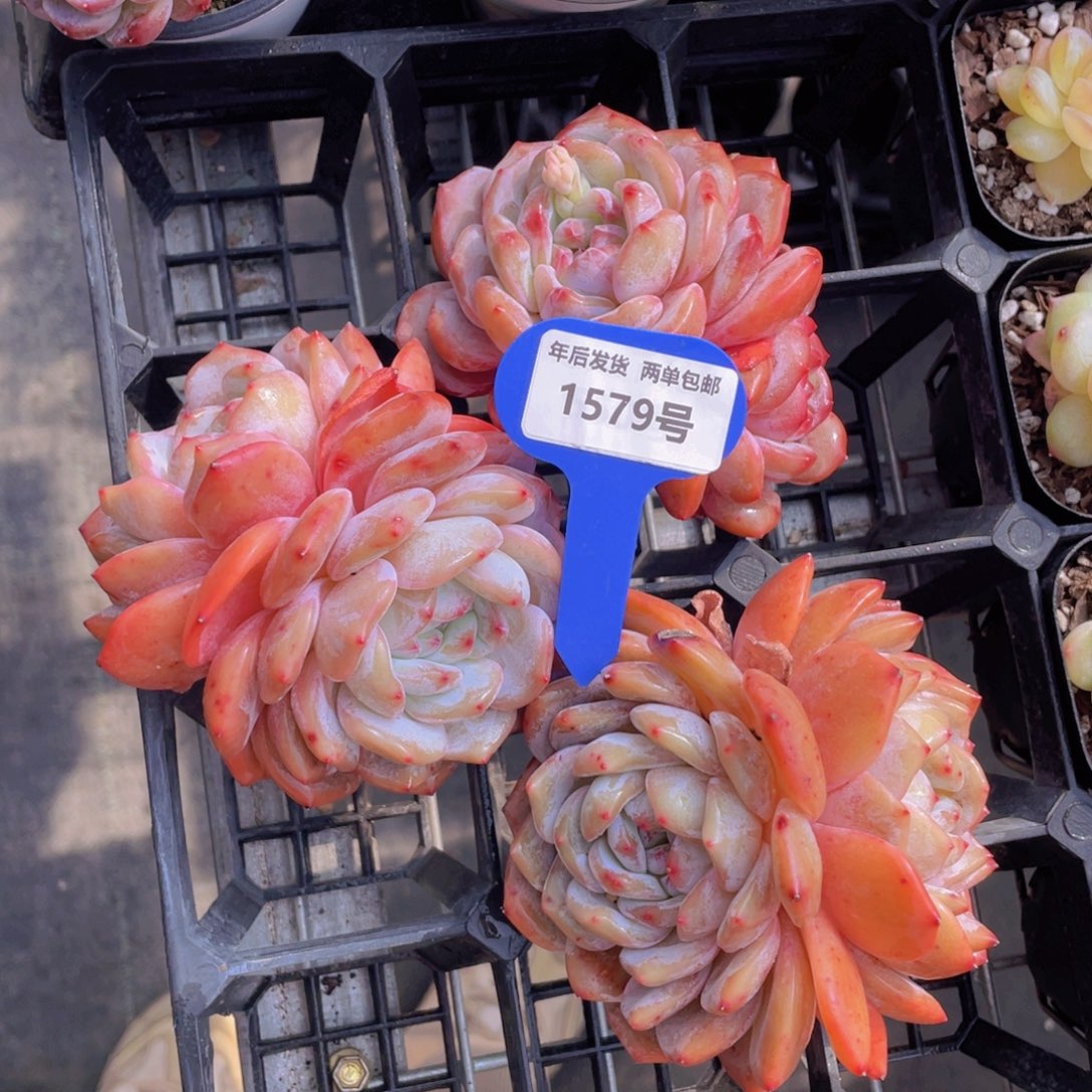 1579号石榴籽梦露双头大母本一个