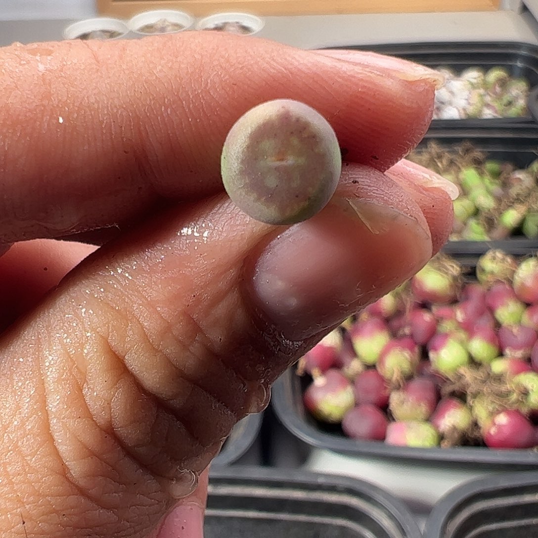 一物一拍。      883