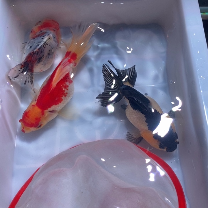 海水鱼泰狮金鱼3尾元宝