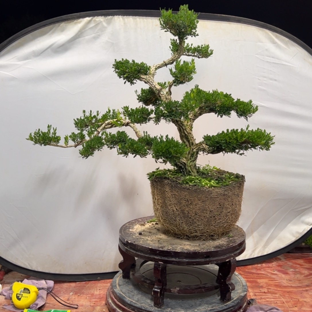 无花朵广东皱皮雀舌黄杨
