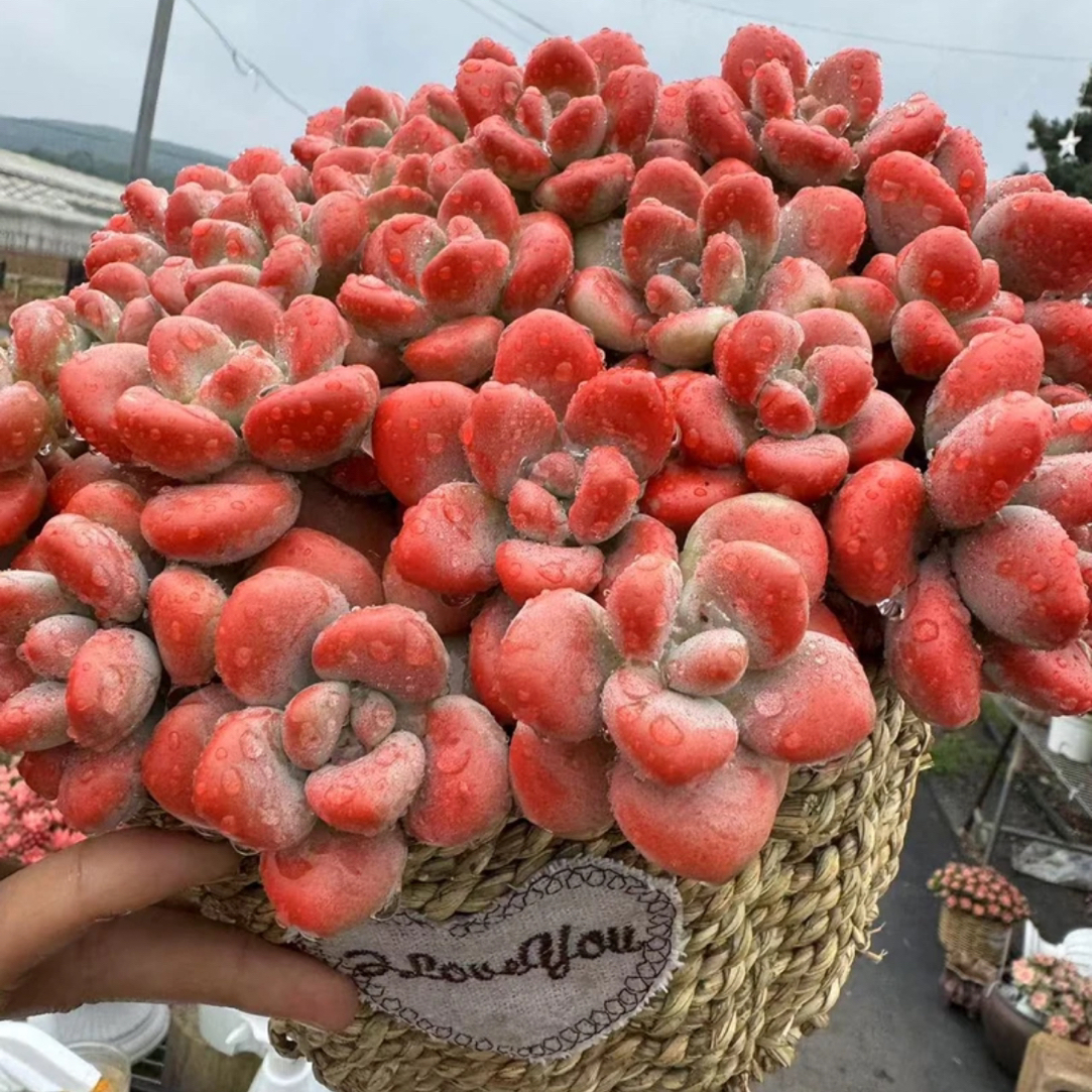 X 红洛神+草编篮盆 多肉植物 带盆带土栽好种好 好养耐活   