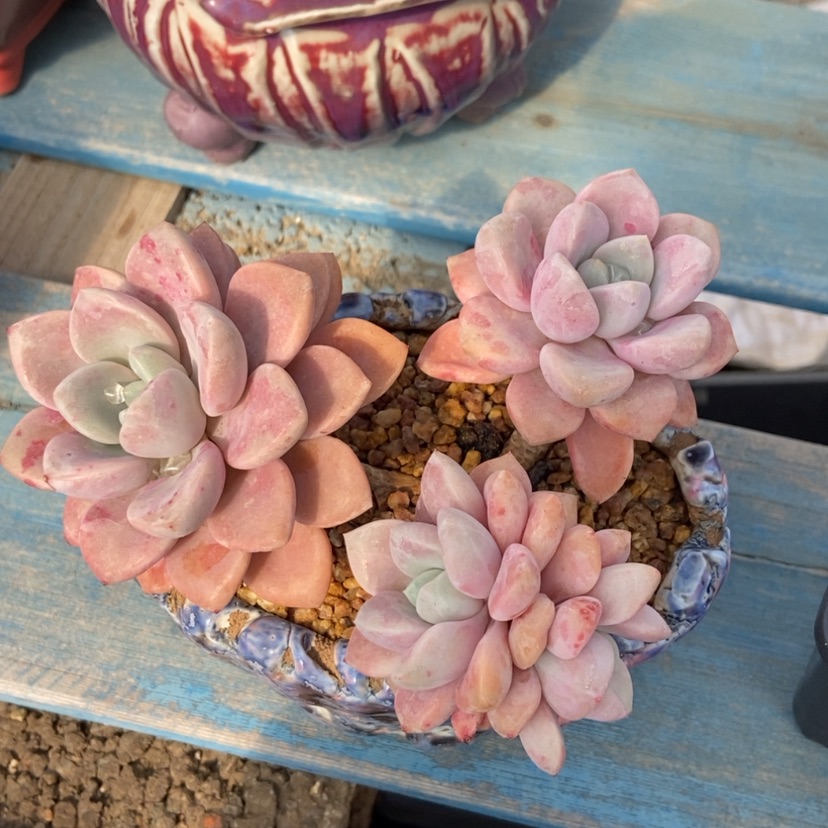 【闪购商品】花斑鹿