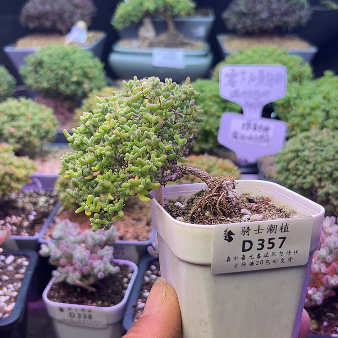 357蜜橘糖球造型桩