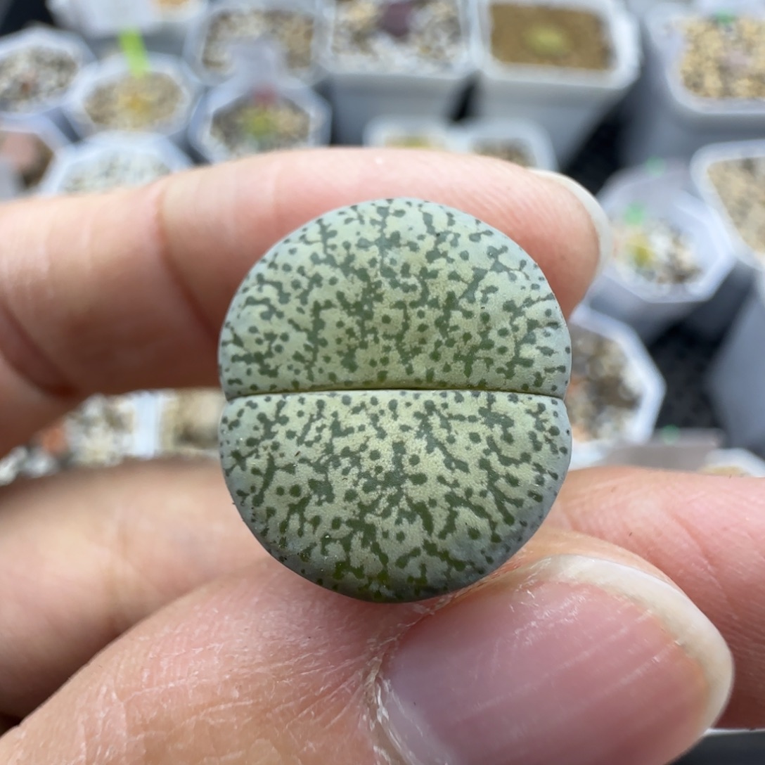 913 清框福利30包邮
