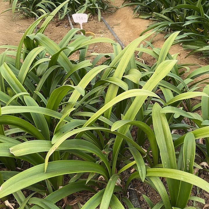 无花朵恩怡自配真的好土12升