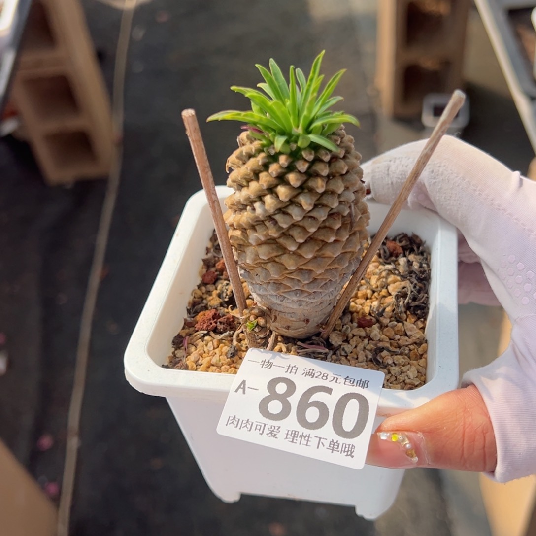 铁甲麒麟多肉多肉多肉多肉多肉