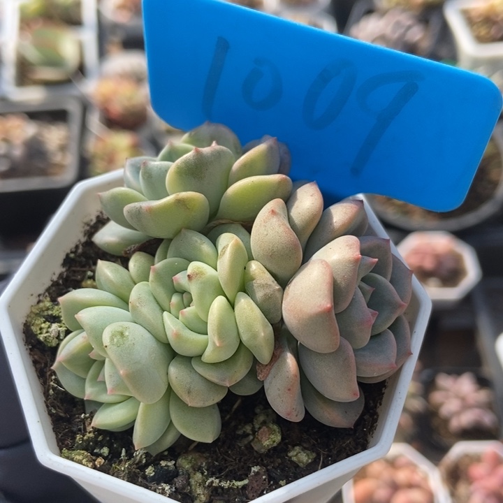 1009布偶锦多肉植物保护