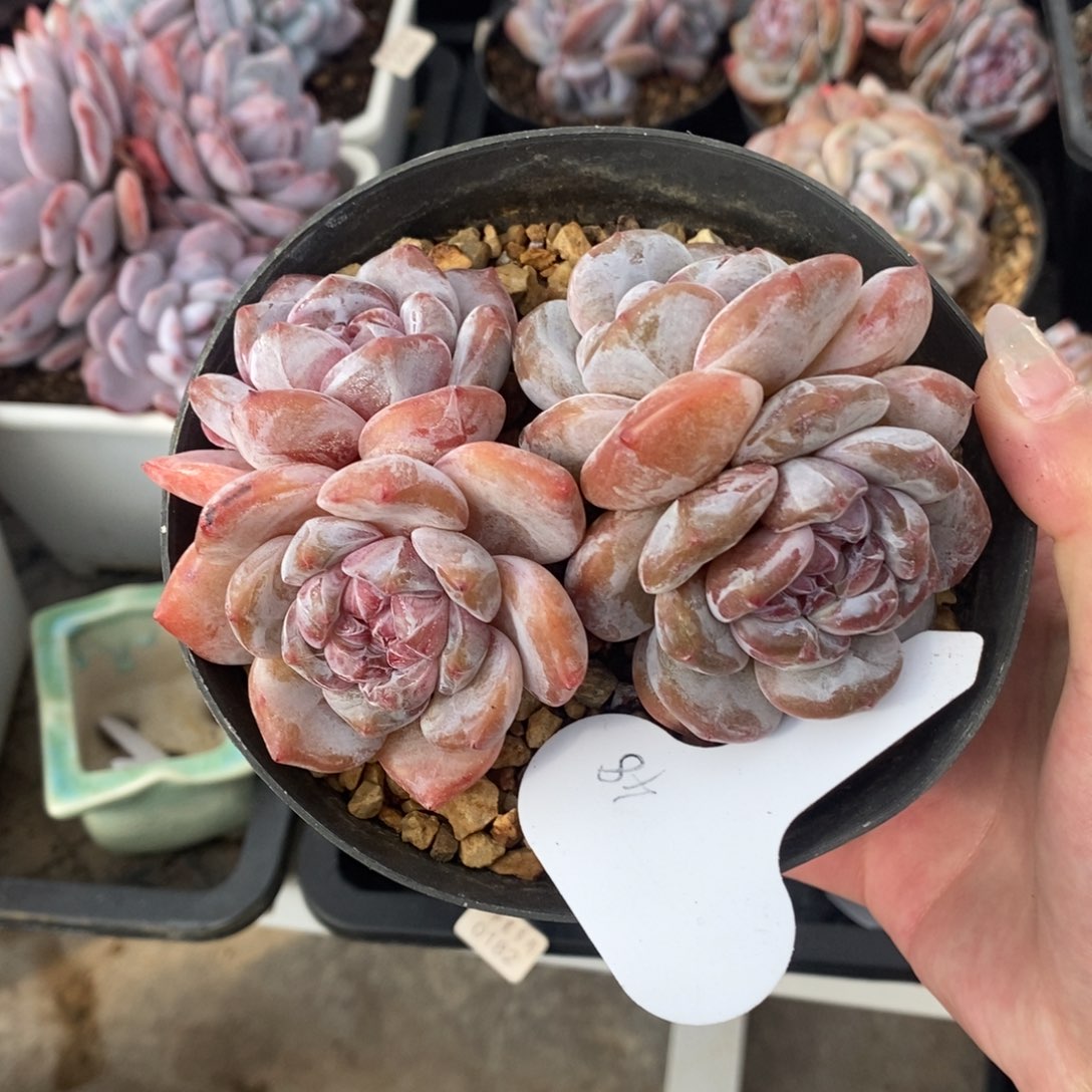 四头短肥圆小包子