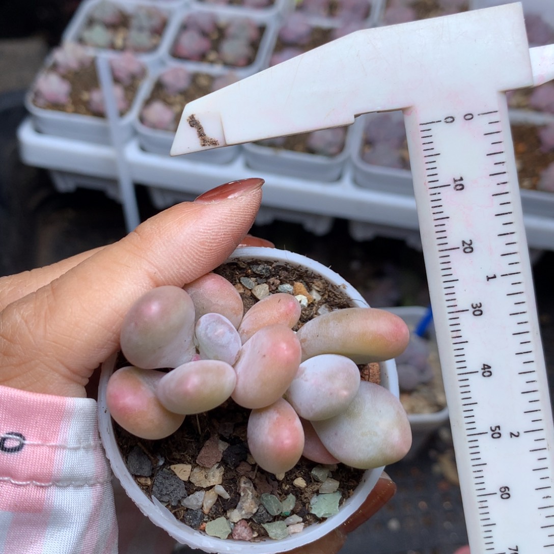 蛋黄奶嚯哈哈哈哈哈