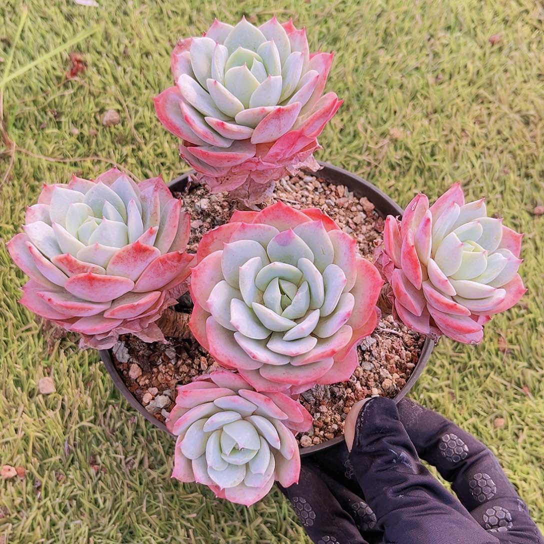 恋曲19公分9999999