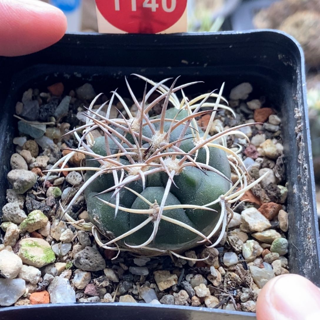 实生阵太刀3.4cm