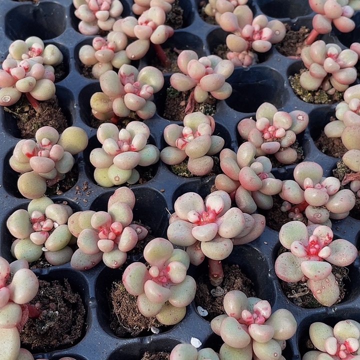 先锋派1元带土发货