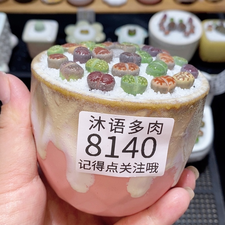 带盆土植物 精美盆栽8140