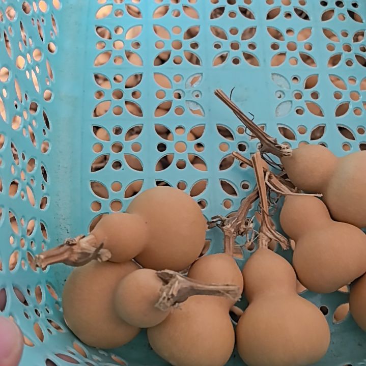 通货小葫芦成箱出