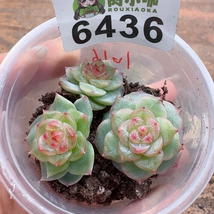 多肉植物多肉植物