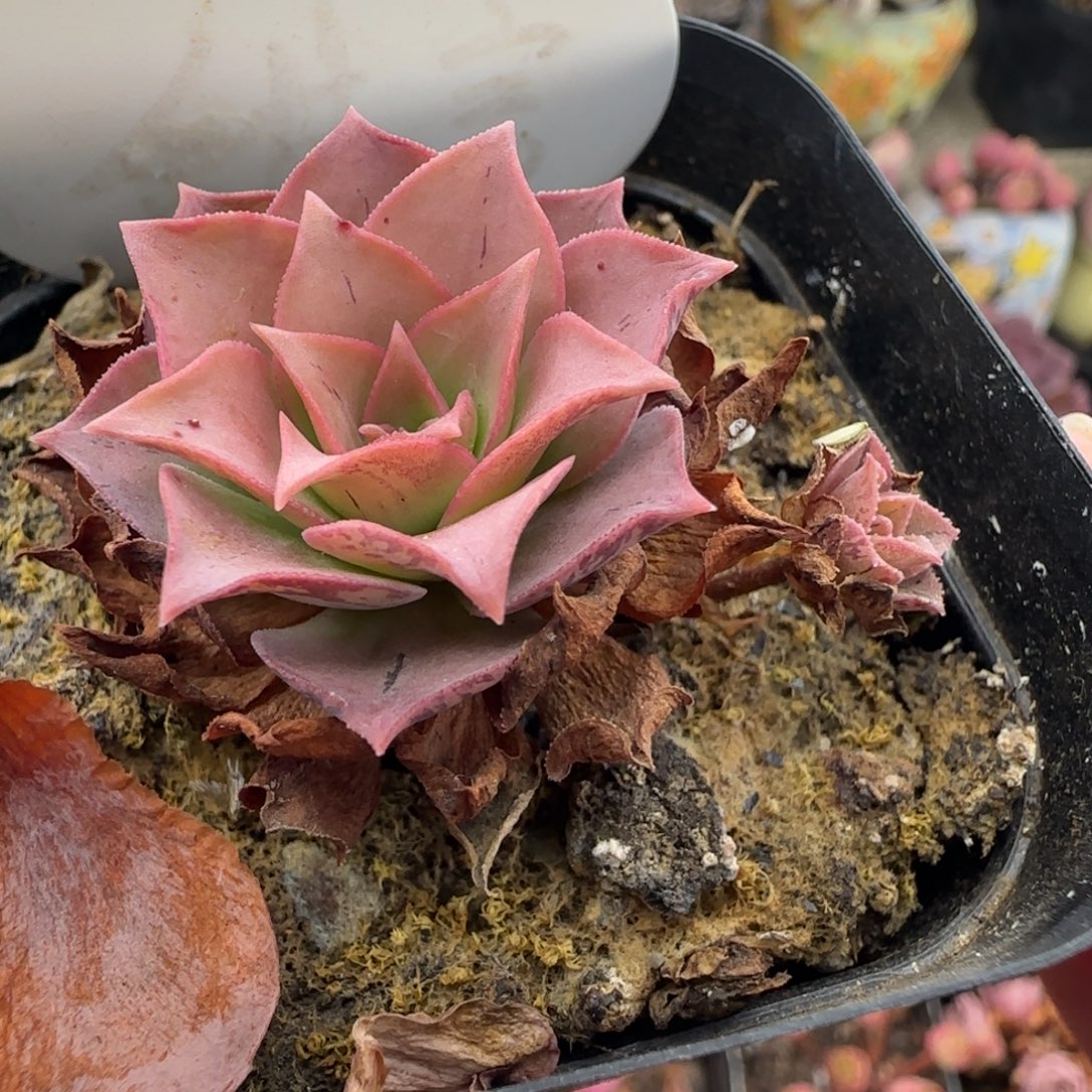 L270半城玫瑰凤火