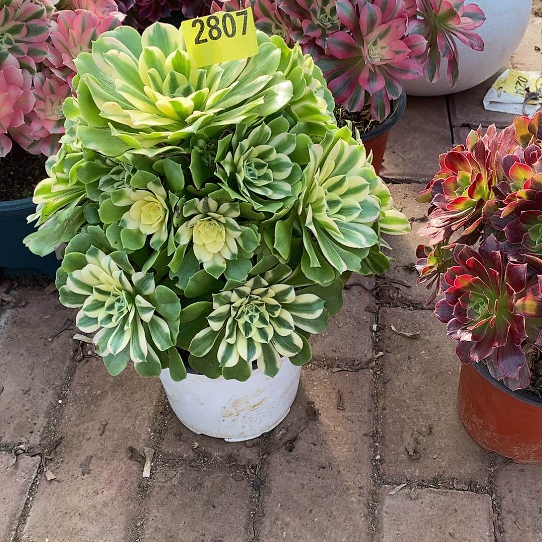 辛尼亚多肉植物2807