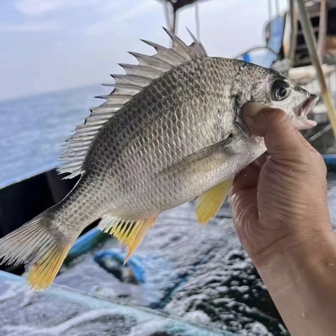 野生海捕黄脚立 黄翅鱼 鲜嫩多汁 3/5斤 码头直发