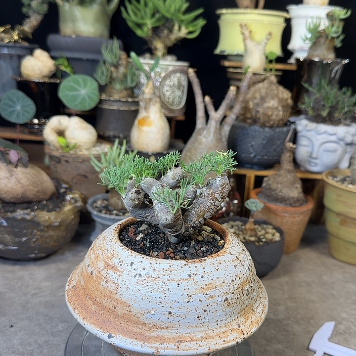 一物一拍黑皮月界580