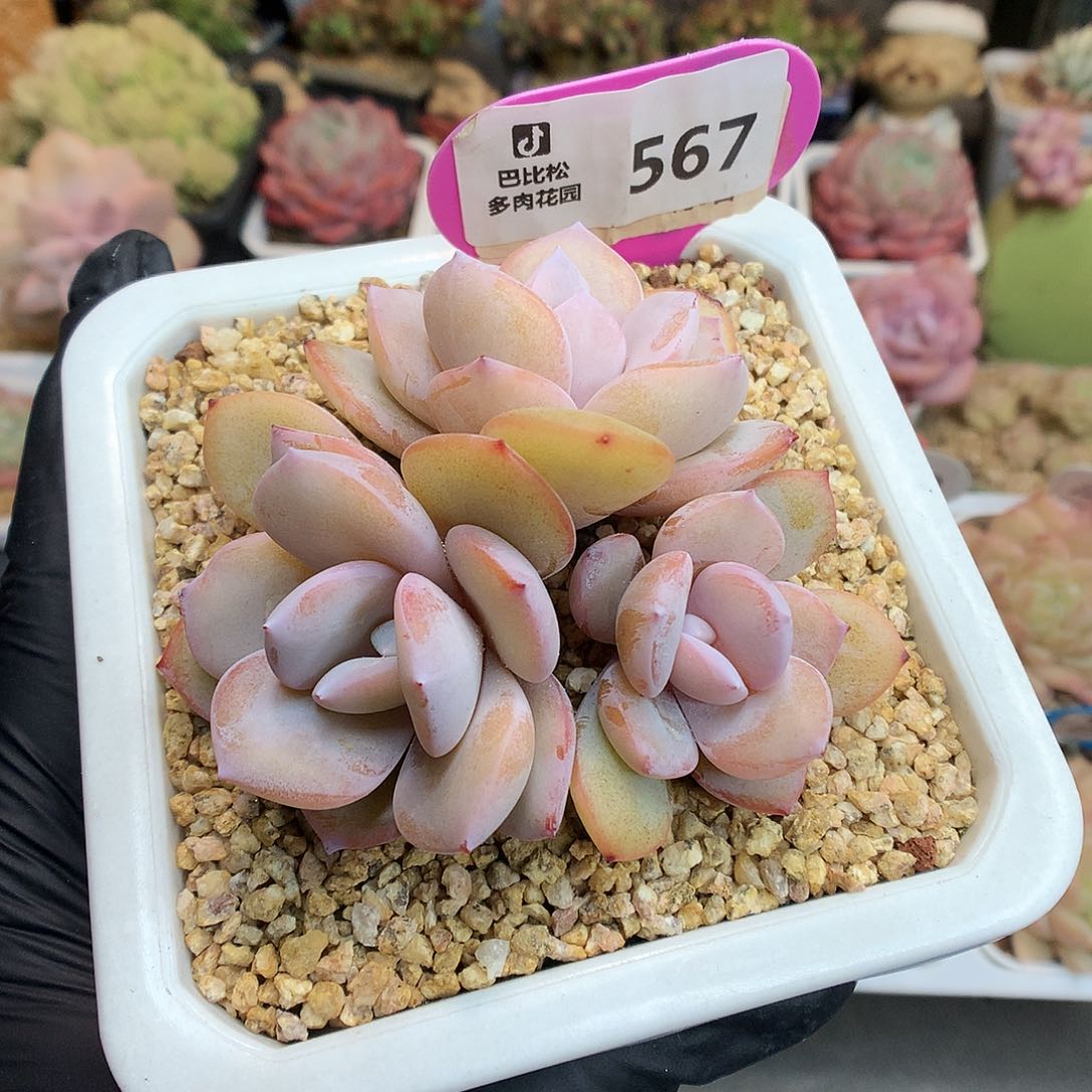 567 三头奶茶多肉