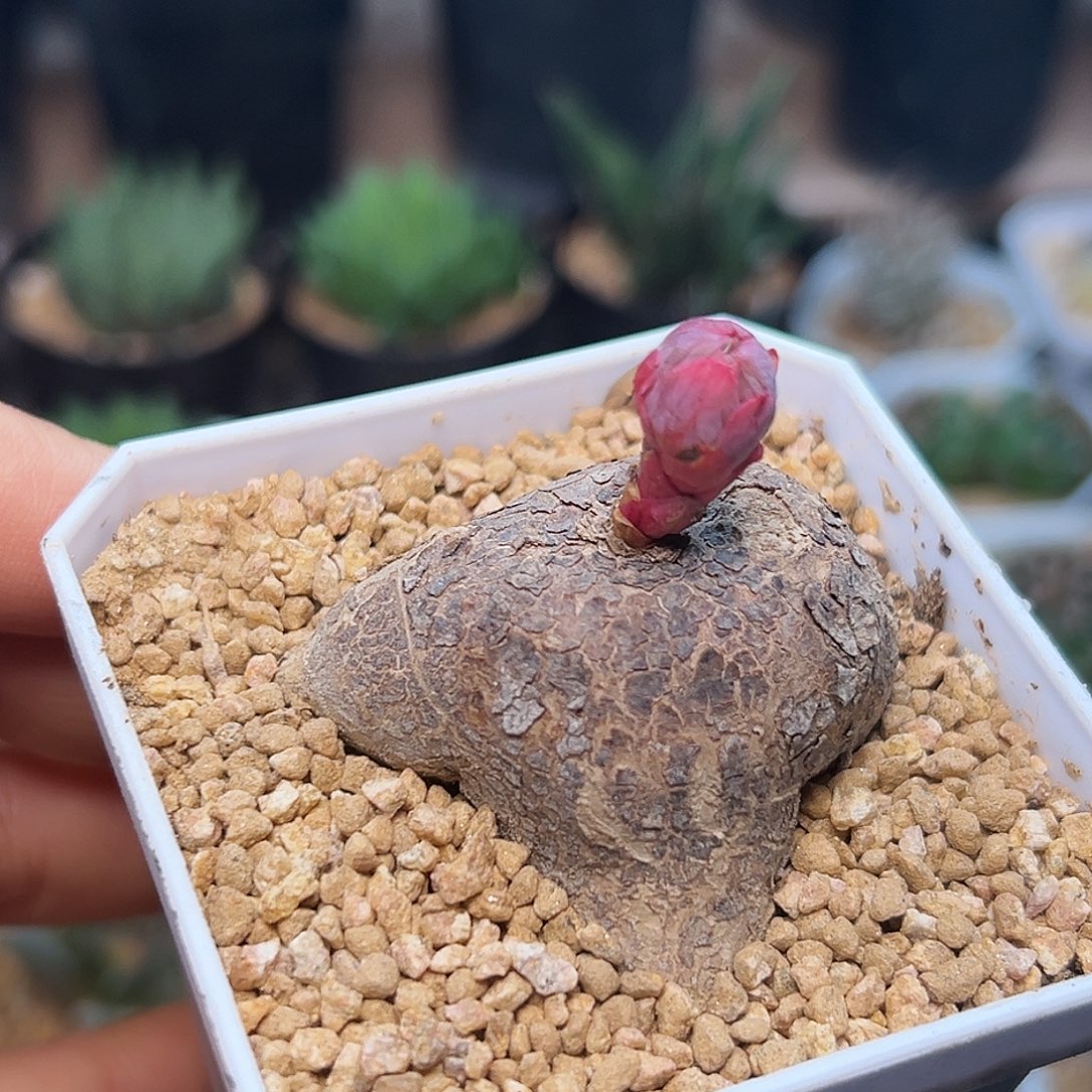 狼毒大戟 玫瑰大戟 