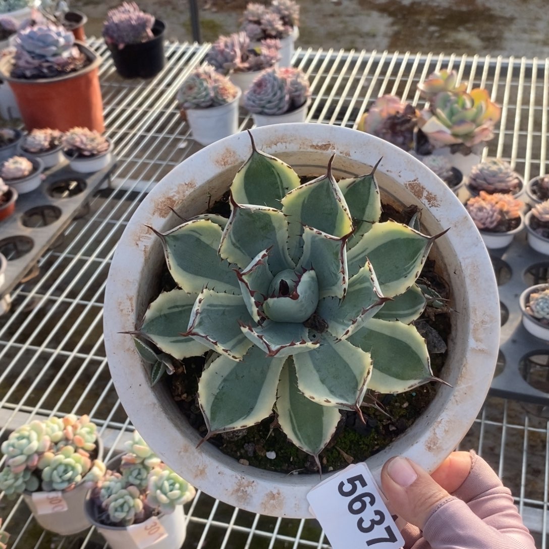 5637龙舌兰系列一物一拍