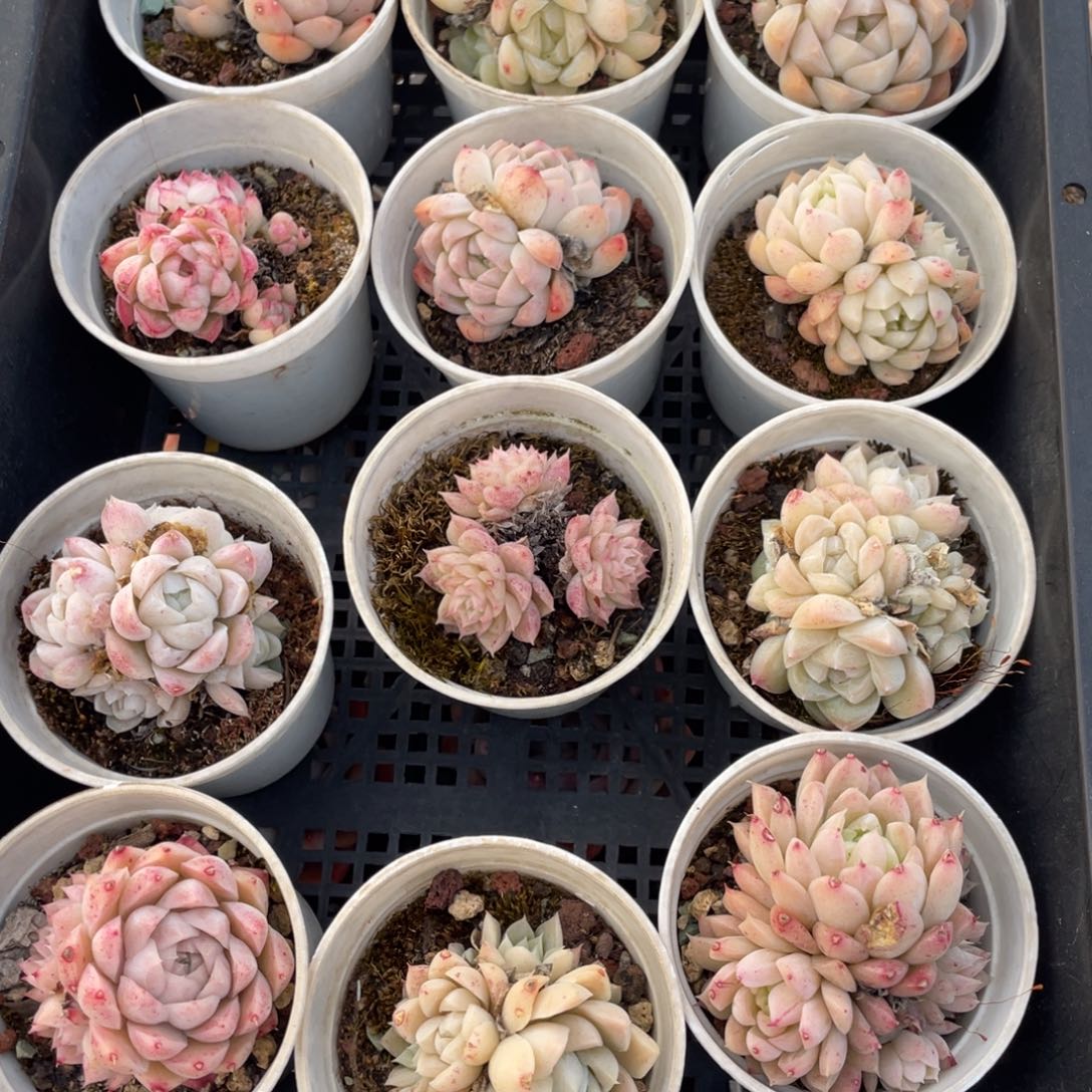 女神节快乐福利一组033