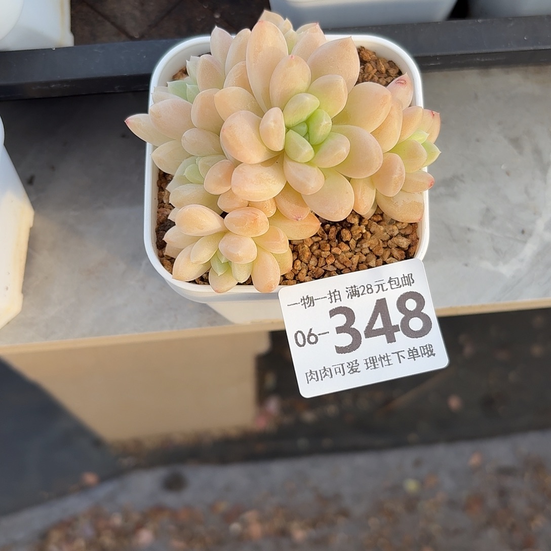 阮玲玉无盆土发货无