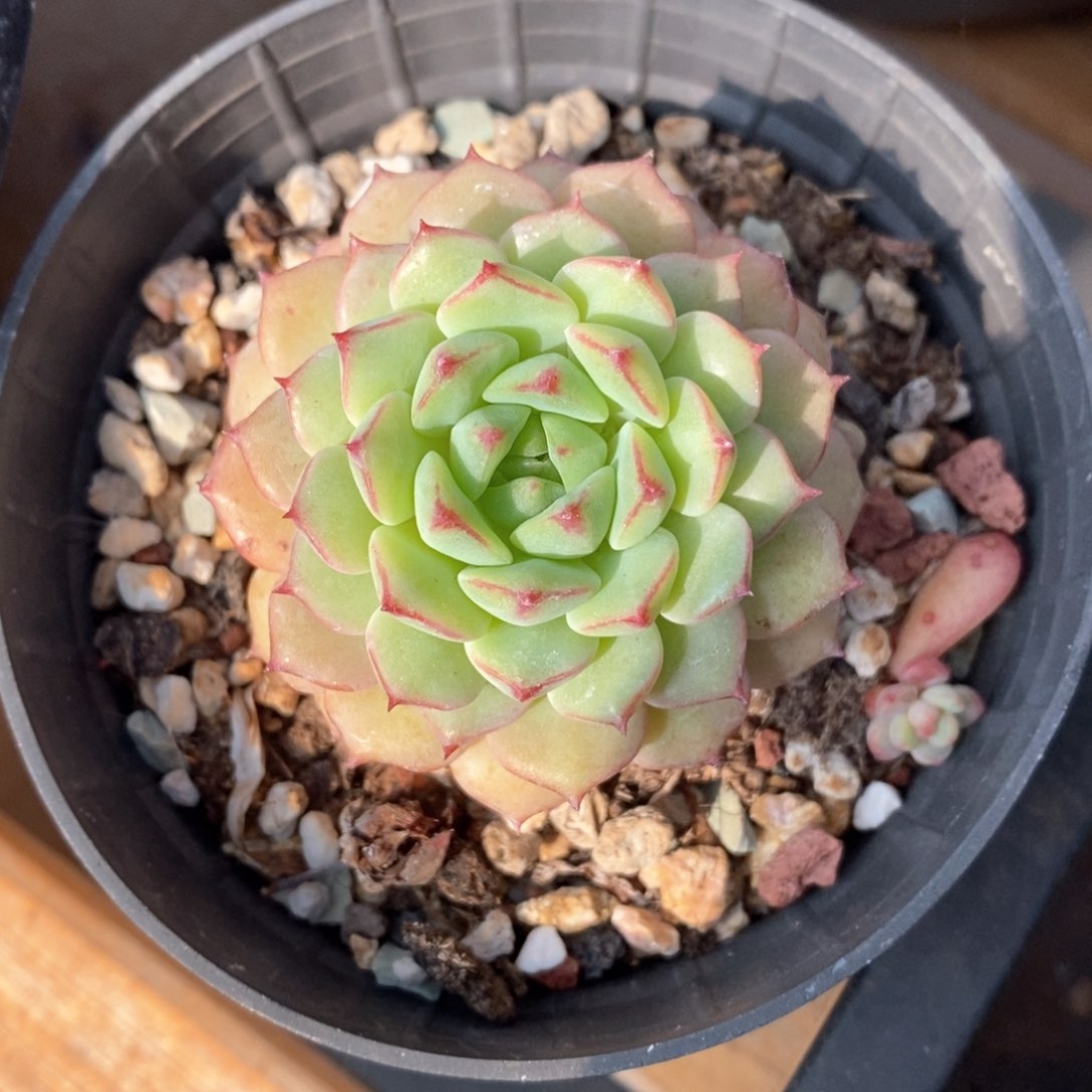 精品多肉一物一拍不包整35