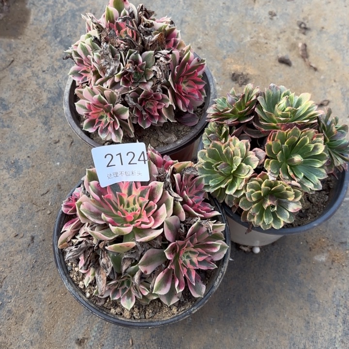 3颗多肉处理不包断头2124