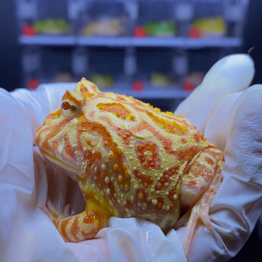 角蛙南瓜角蛙一只。       