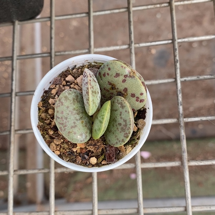 伯克利和格兰的故事是一