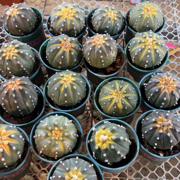 南瓜兜 随机一颗。