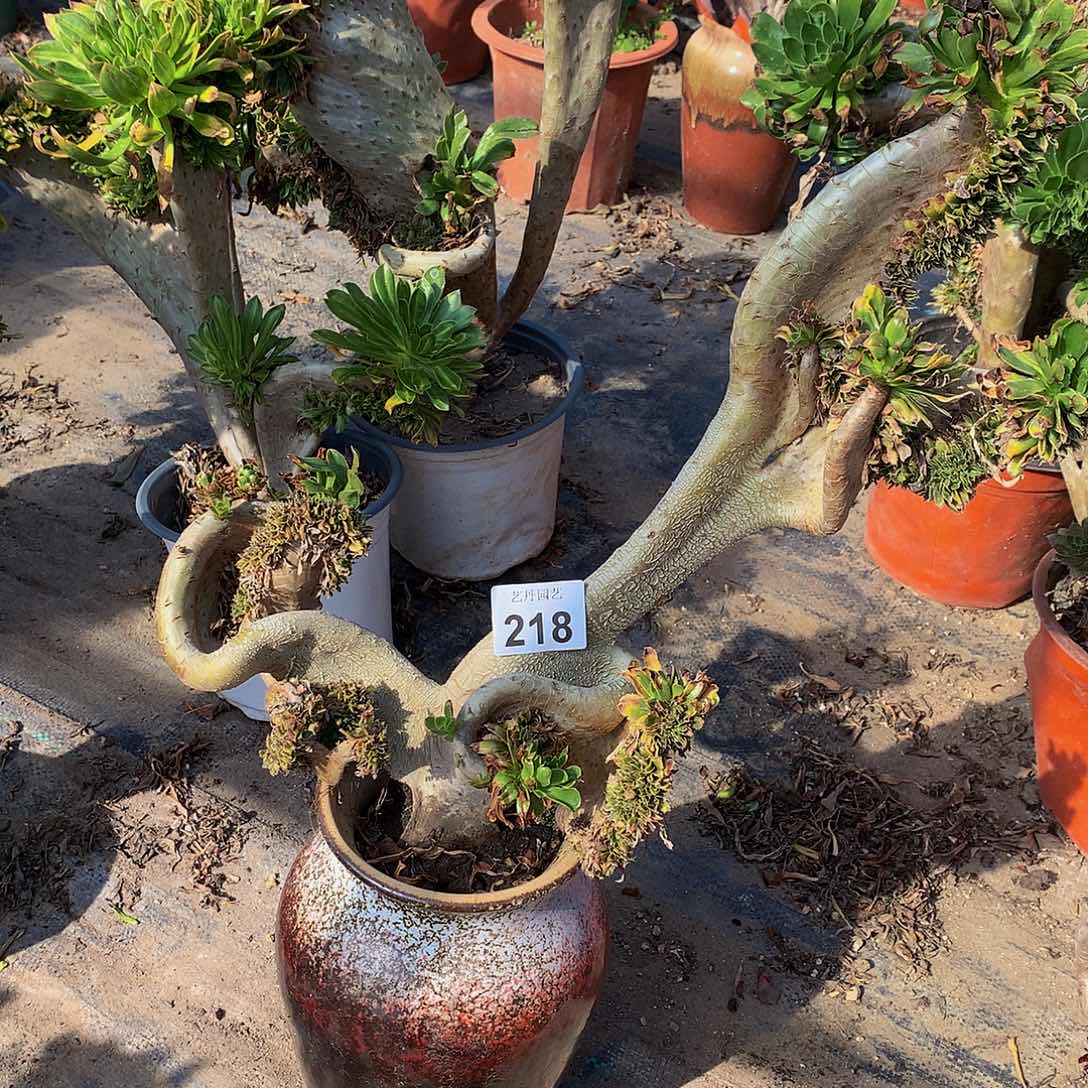 218原始绿缀化微瑕